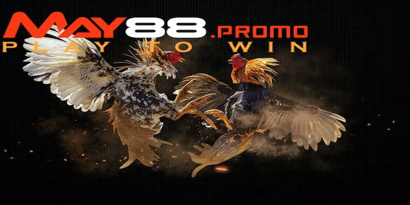 Đá gà May88 Thomo là những trận đấu kịch tính không thể bỏ lỡ