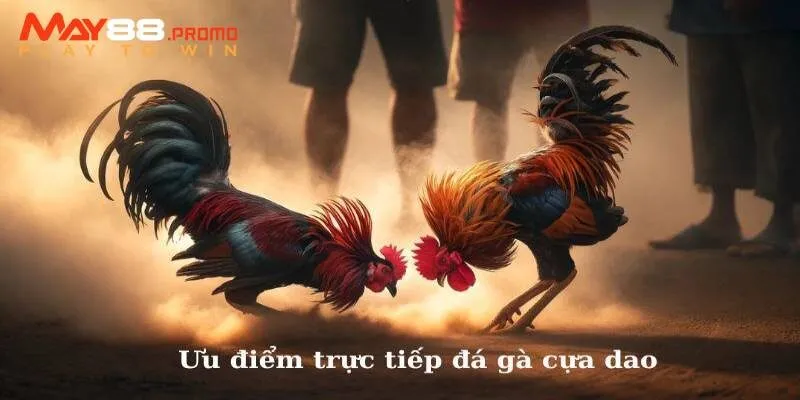Giới thiệu các quy tắc và luật chơi cơ bản trong đá gà cưa dao May88
