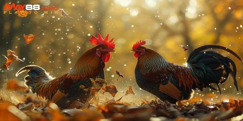 Giới thiệu sơ lược về đá gà cựa sắt cho thành viên mới