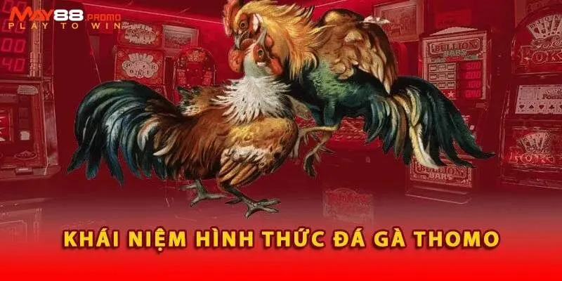 Tìm hiểu sơ lược về đá gà Thomo nổi tiếng ở May88