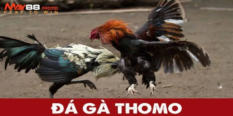 Các quy tắc và luật chơi đá gà Thomo cần nắm chắc