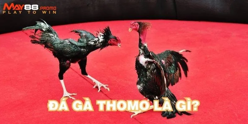 Các bước hướng dẫn tham gia chọi gà Thomo nhanh chóng và dễ dàng